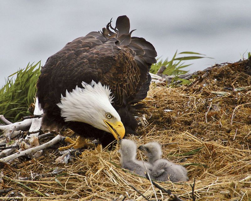 http://latenightparents.com/wp-content/uploads/2011/08/baby_eagles_with_mother_eagle.jpg